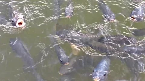 A school of tilapia at the surface of the water waiting to feed Stock Footage 339288733