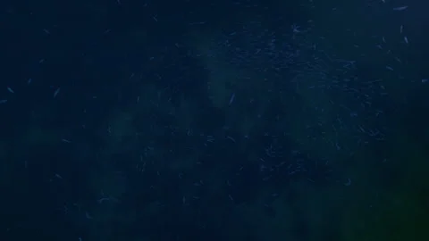 School of tiny bait fish swim at night in front of the camera 库存影片 249311808