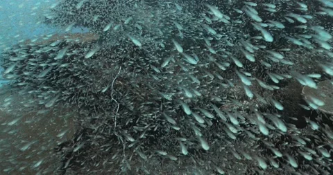 School of tiny blue fish in the depths of the Andaman sea. Stock Footage 262309168