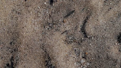 School of Tiny Coastal Fish Hovering Above Sandy Seabed in Clear Shallow Water 스톡 동영상 337865219