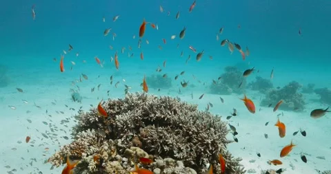 School of tiny colored fish swimming in the red sea close to the sand. Video stock 271188402