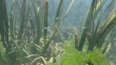School of Tiny Fish in Sea Grasses Video stock 264692860