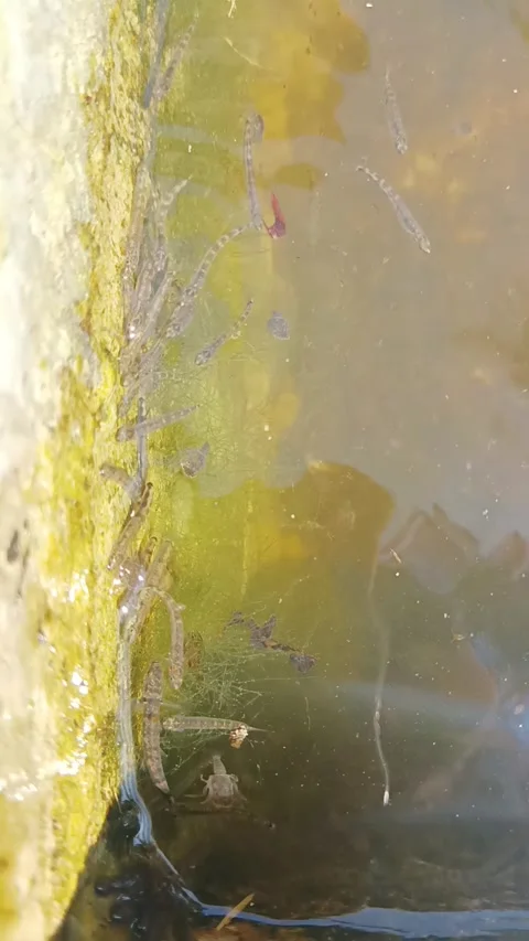 School of Tiny Fish Swimming in Murky Water, Close-Up View of Aquatic Life Stock Footage 313482872