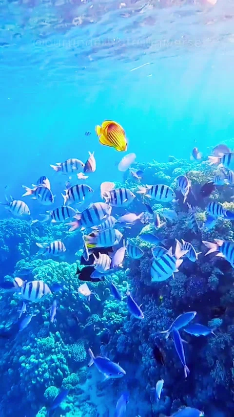 School of Tiny Fish Swimming in Sunlit Blue Ocean Video stock 338221463
