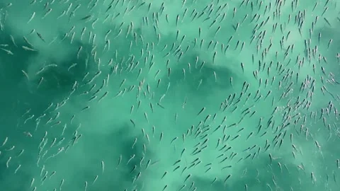 School Of Tiny Fish Swimming In Turquoise Ocean Water. aerial topdown Stock Footage 247765449