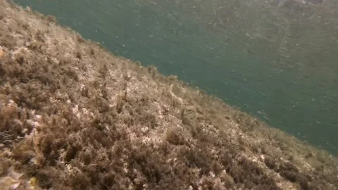 School of tiny fish under the sea surface 스톡 동영상 199994981