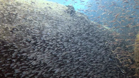 School of tiny fish underwater Stock Footage 50992624