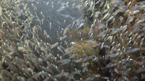 School of tiny glass fish close up Видео 108486130
