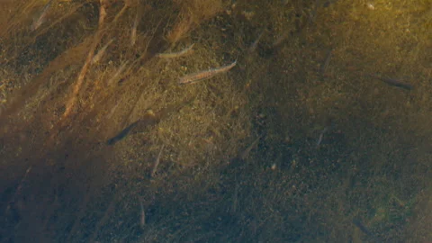 School of tiny grayling fish swimming in the river Video stock 286095207