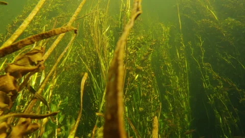 School of tiny grayling fish swimming in the river. Underwater view of the tiny 스톡 동영상 286097350