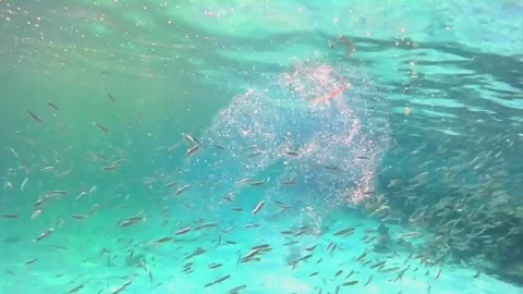 School of Tiny Juvenile Fish and Two Pyrosomes Near Coral in Las Cabanas, Red Se Vídeos de archivo 341290783