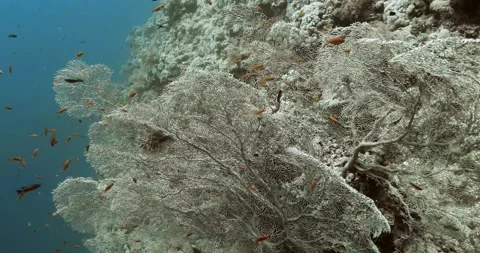 School of tiny orange fish swimming around sorf corals. Video stock 270520447