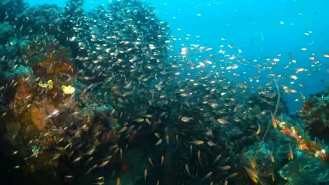 School of tiny reflective fish swimming around a colorful reef Stock Footage 130241103