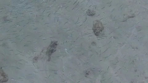 A school of tiny tropical fish Stock Footage 336214445