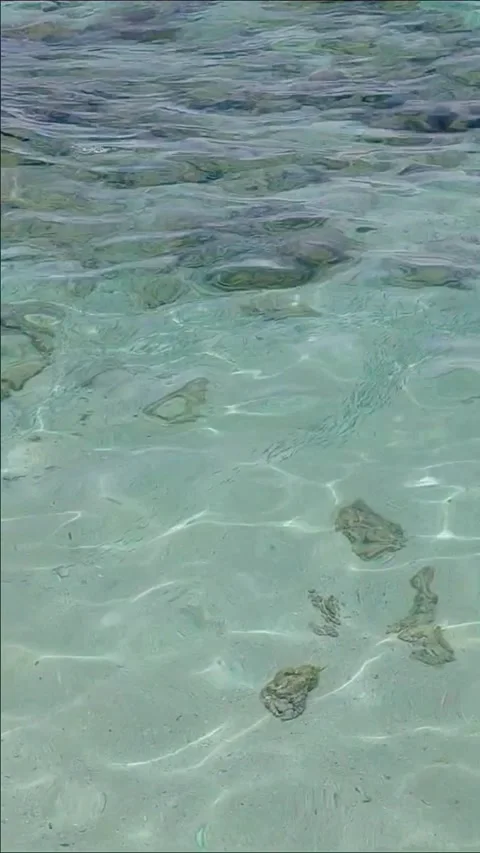 A school of tiny tropical fish Stock Footage 336214628