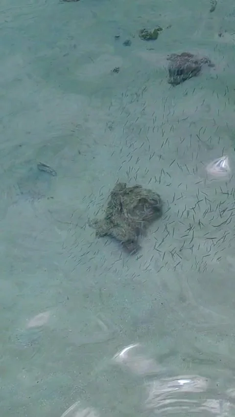 School of tiny tropical fish Stock Footage 336215579