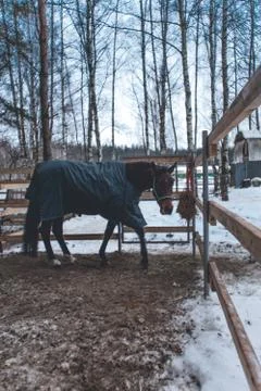 School of training horses Stock Photos