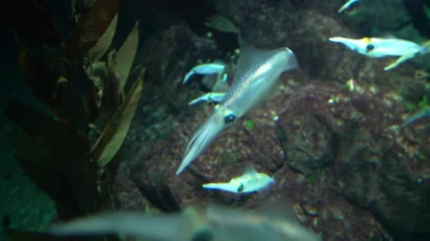 School of translucent small squid swimming in dark blue underwater environm.. Stock Footage 330585532