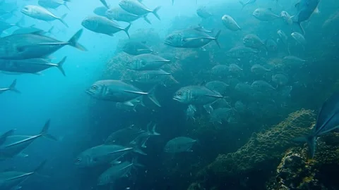 School of trevally Stock Footage 239160449