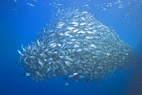 School of Trevally Stock Photos