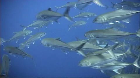 School of Trevally Swimming, Exit Screen Stock Footage 292785010