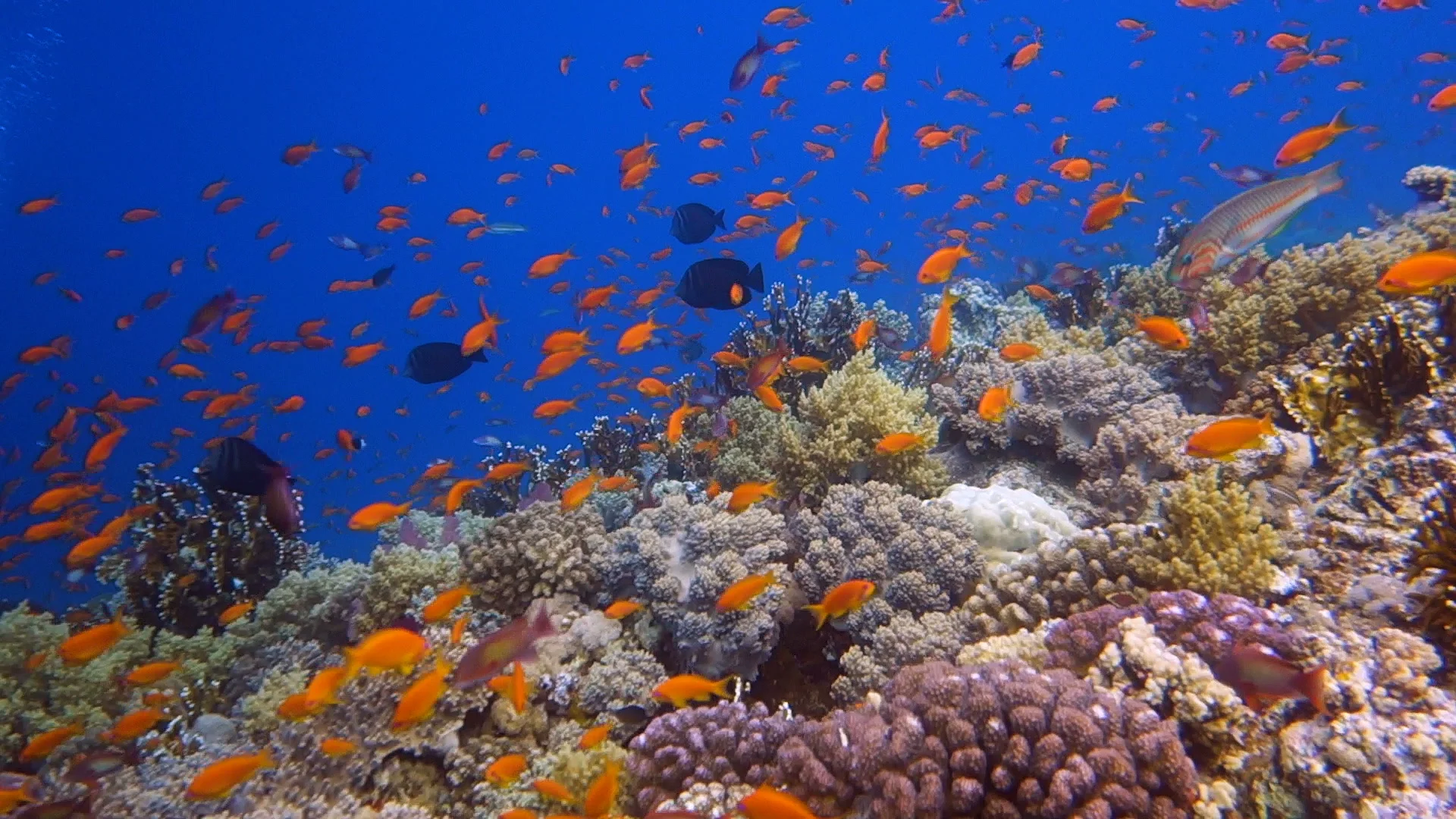 Schools of colorful tropical fish swimming around corals on a