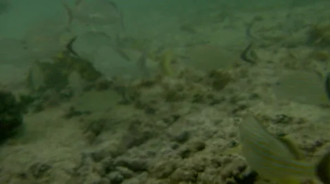 School of tropical fish Stock Footage 40668995