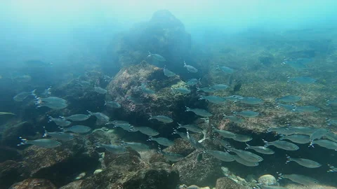 School of tropical fish Stock Footage 314297227