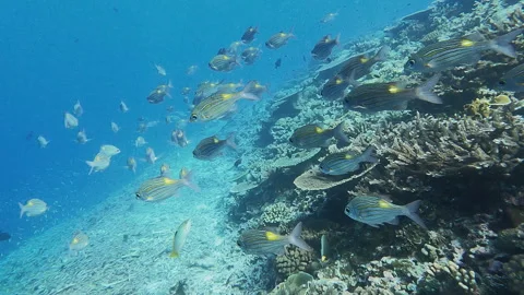 School of tropical fish Stock Footage 314297343