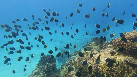 School of tropical fish Stock Footage 314297879