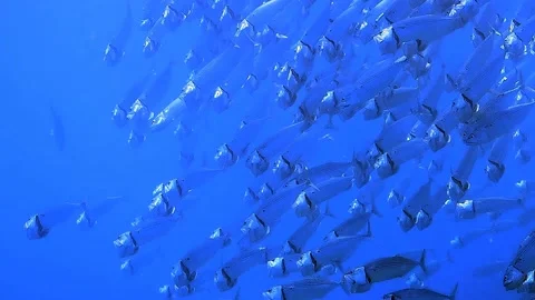 A school of tropical fish observed diving in front of the deep blue ocean. Stock Footage 171281430