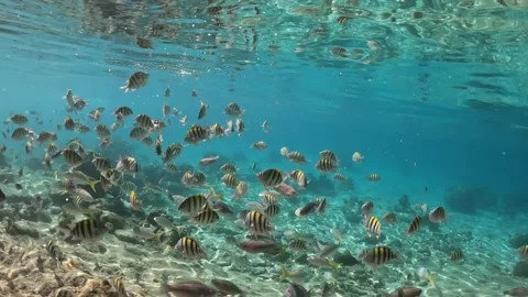School of tropical fish swimming in clear Caribbean sea water, Cuba Stock Footage 337222977