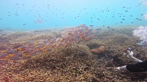 School of tropical fish swims in front of diver with camera Stock Footage 307490983
