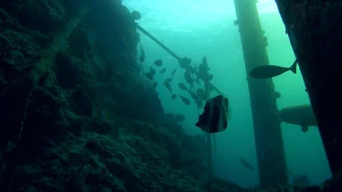 A school of tropical fish swims under the old pier Stock Footage