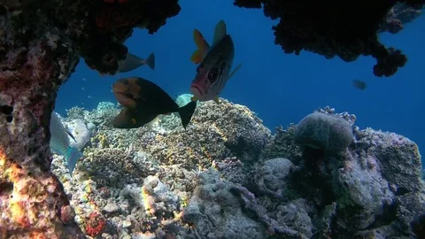 School of tropical fish swims under a coral reef Stock Footage