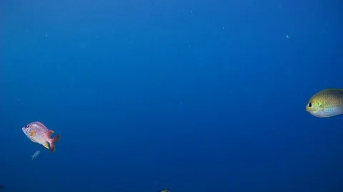 School of tropical fish swims under a coral reef- Indian Ocean, Maldives Stock Footage 74283483
