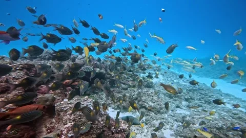School of tropical reef fish Stock-Footage 331062632