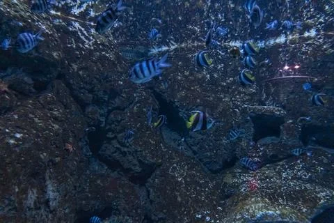 School of Tropical Sergeant Major Fish Swimming in Aquarium Фото