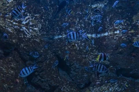 School of Tropical Sergeant Major Fish Swimming in Aquarium Fotos Stock