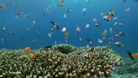 School of tropical small multicolored fish on reef Stock Footage 210797352