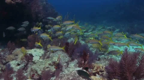School of Tropical Yellow Fish 2 Stockbeeldmateriaal 19083565