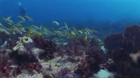 School of Tropical Yellow Fish 3 Video stock 19084059