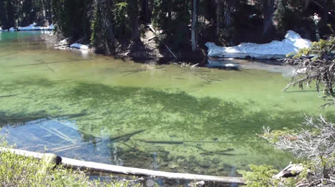 School of trout at Devils Lake Video stock 24655695