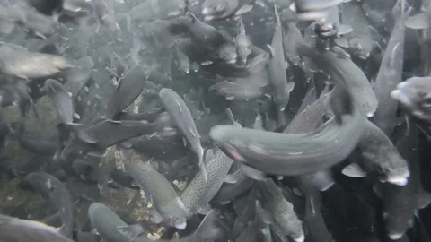 School of trout fish Stock Footage 159998960