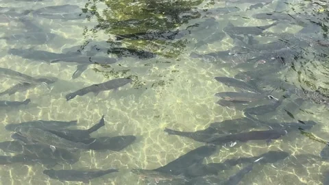 School of Trout Fish Swimming in Clear Water 库存影片 338040664