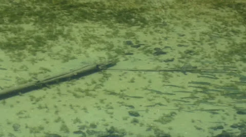 School of trout 動画素材 24655694