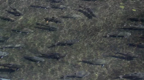A school of trout Stock Footage 32328293