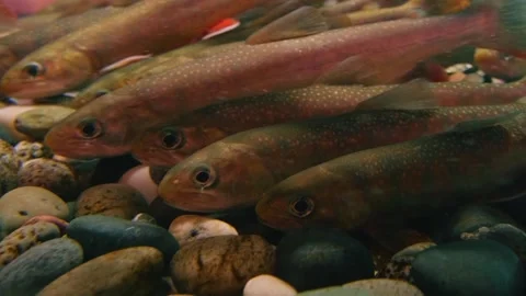 A school of trout or shiners swims over a rocky bottom in an aquarium. Stock Footage 320084810