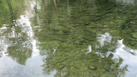 School of trout swimming in clear shallow water over a rocky riverbed 库存影片 344128898