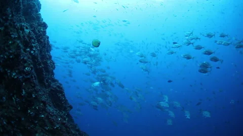 School of tuna fish on blue background of sea underwater in search of food. Stock Footage 135835284